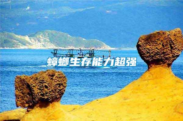 蟑螂生存能力超強(qiáng)