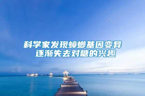 科學(xué)家發(fā)現(xiàn)蟑螂基因變異 逐漸失去對糖的興趣