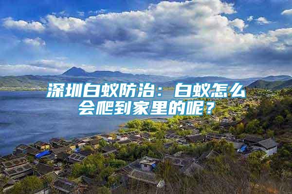深圳白蟻防治：白蟻怎么會爬到家里的呢？