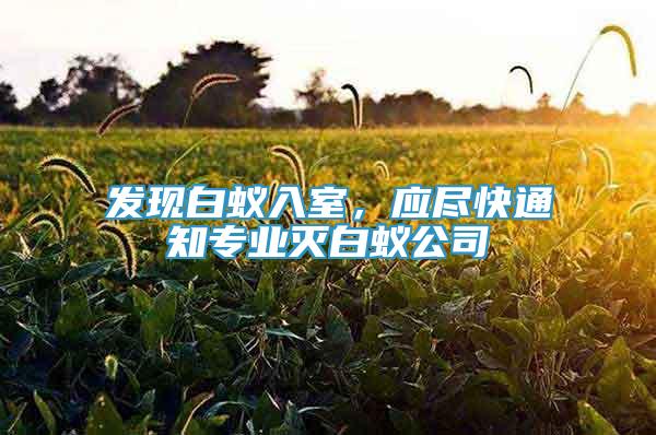 發(fā)現(xiàn)白蟻入室，應(yīng)盡快通知專業(yè)滅白蟻公司