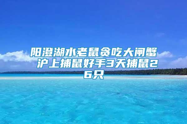 陽(yáng)澄湖水老鼠貪吃大閘蟹 滬上捕鼠好手3天捕鼠26只
