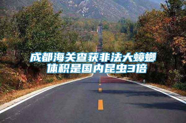 成都海關(guān)查獲非法大蟑螂 體積是國內(nèi)昆蟲3倍