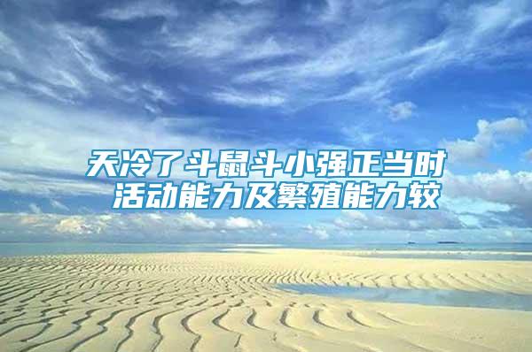 天冷了斗鼠斗小強正當時 活動能力及繁殖能力較