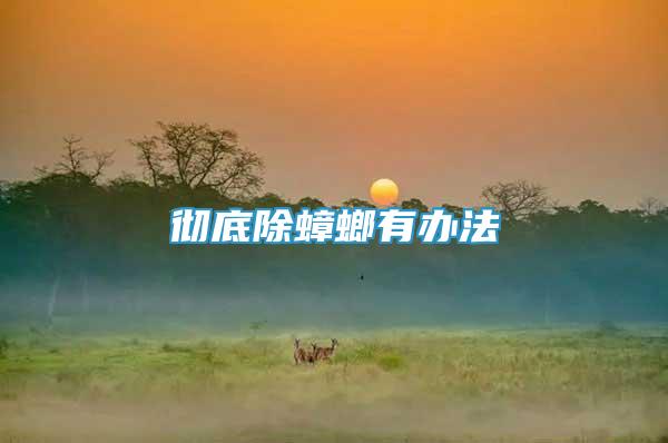 徹底除蟑螂有辦法