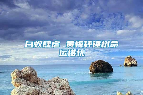 白蟻肆虐 黃梅秤錘樹命運堪憂