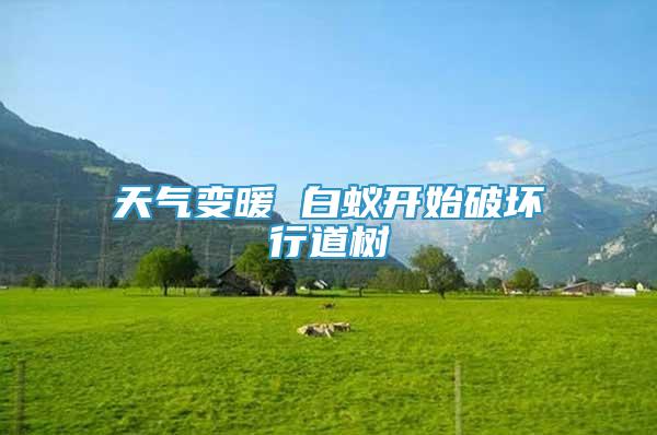 天氣變暖 白蟻開始破壞行道樹