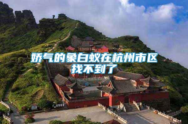 嬌氣的象白蟻在杭州市區(qū)找不到了