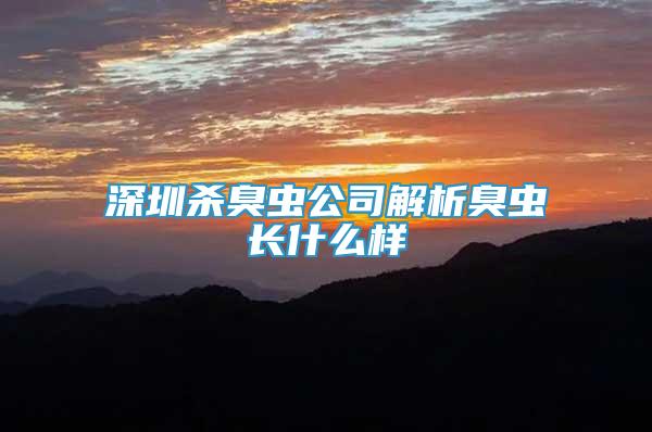深圳殺臭蟲公司解析臭蟲長什么樣