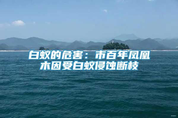 白蟻的危害：市百年鳳凰木因受白蟻侵蝕斷枝