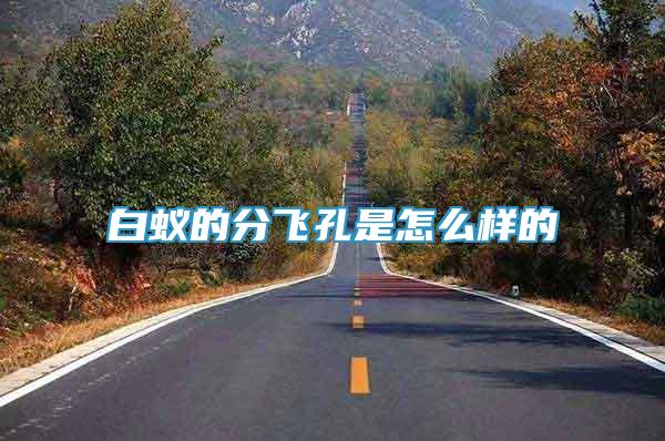 白蟻的分飛孔是怎么樣的