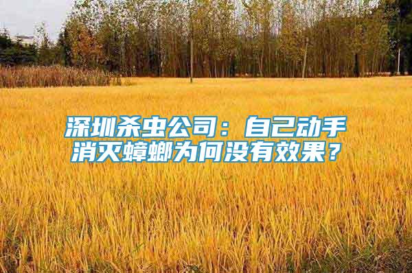 深圳殺蟲公司：自己動手消滅蟑螂為何沒有效果？