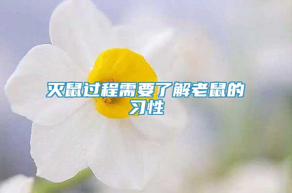 滅鼠過程需要了解老鼠的習性
