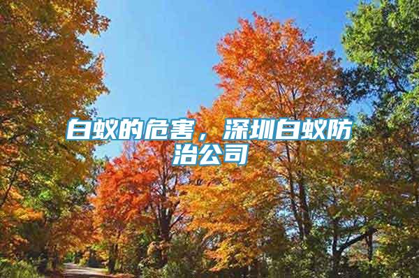 白蟻的危害，深圳白蟻防治公司
