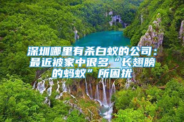 深圳哪里有殺白蟻的公司：最近被家中很多“長(zhǎng)翅膀的螞蟻”所困擾