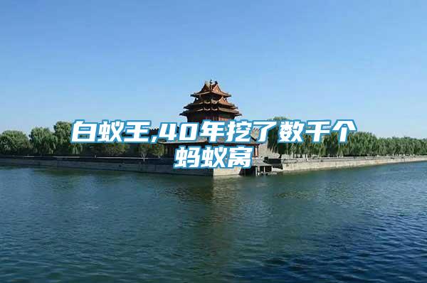 白蟻王,40年挖了數(shù)千個螞蟻窩
