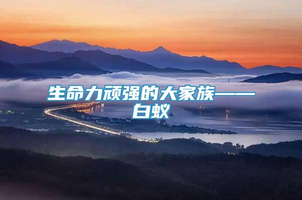生命力頑強(qiáng)的大家族——白蟻