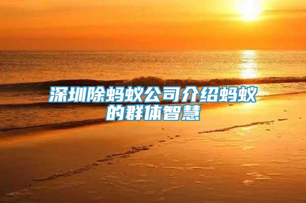 深圳除螞蟻公司介紹螞蟻的群體智慧