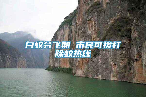 白蟻分飛期 市民可撥打除蟻熱線