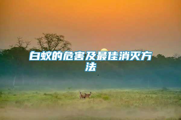 白蟻的危害及最佳消滅方法