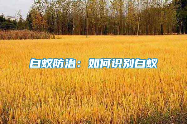 白蟻防治：如何識別白蟻