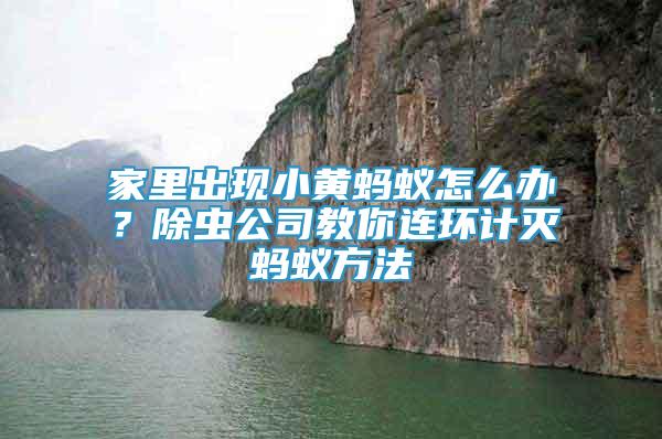 家里出現(xiàn)小黃螞蟻怎么辦？除蟲公司教你連環(huán)計(jì)滅螞蟻方法