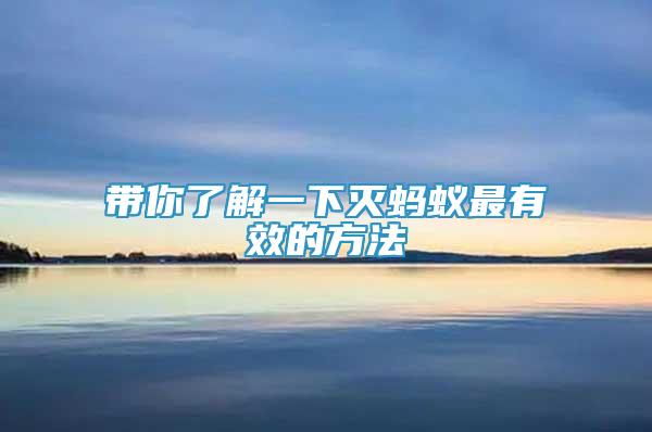 帶你了解一下滅螞蟻最有效的方法