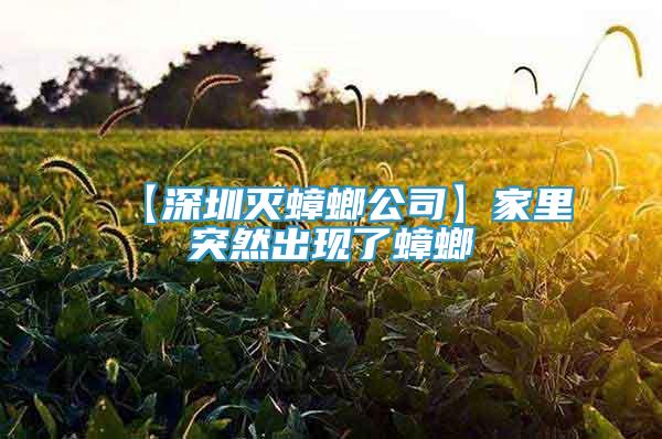 【深圳滅蟑螂公司】家里突然出現(xiàn)了蟑螂