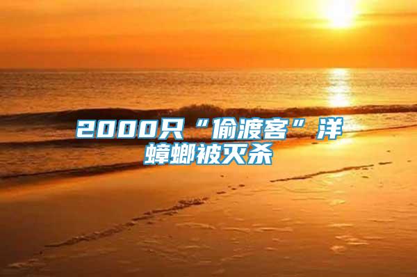 2000只“偷渡客”洋蟑螂被滅殺