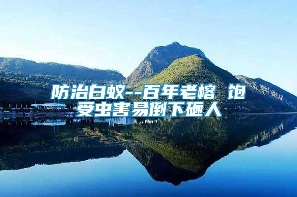 防治白蟻--百年老榕 飽受蟲(chóng)害易倒下砸人