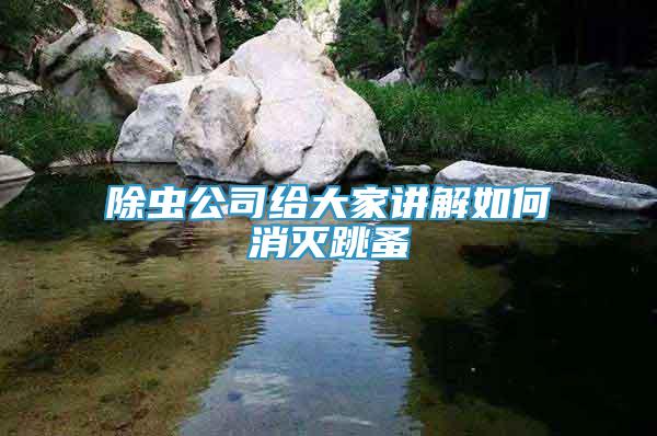 除蟲公司給大家講解如何消滅跳蚤