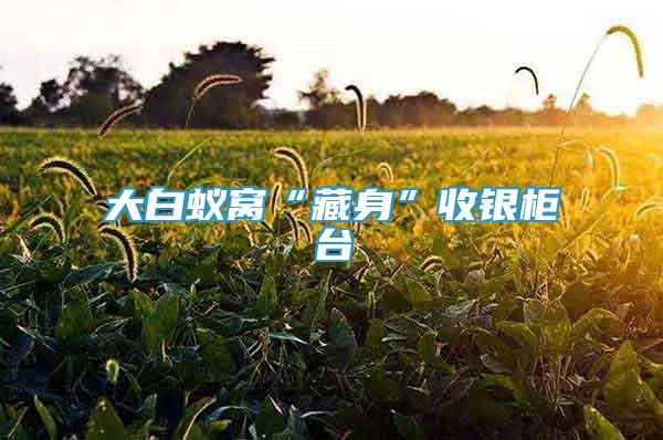 大白蟻窩“藏身”收銀柜臺