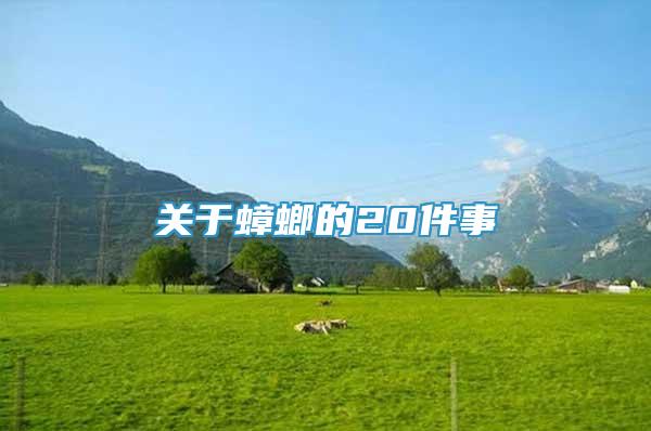 關(guān)于蟑螂的20件事