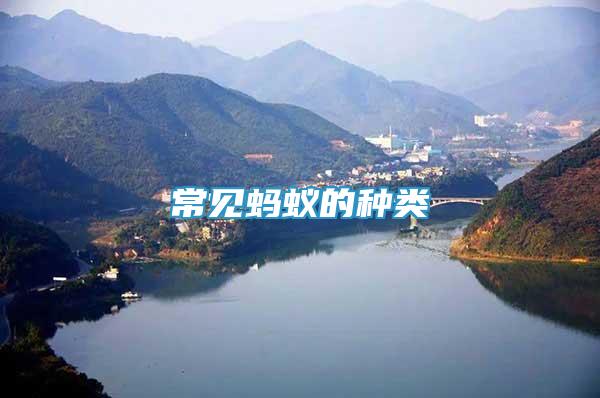 常見螞蟻的種類