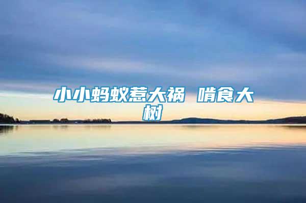 小小螞蟻惹大禍 啃食大樹