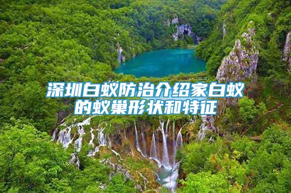 深圳白蟻防治介紹家白蟻的蟻巢形狀和特征