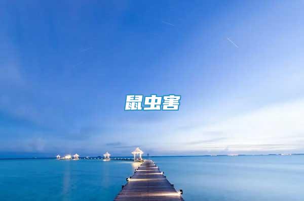 鼠蟲(chóng)害