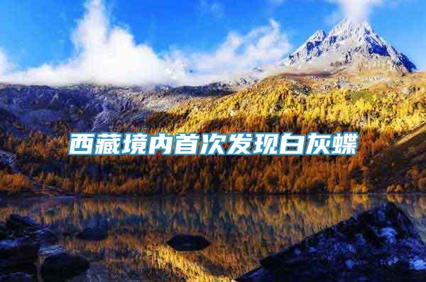 西藏境內首次發(fā)現(xiàn)白灰蝶