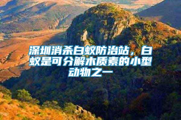 深圳消殺白蟻防治站，白蟻是可分解木質(zhì)素的小型動物之一