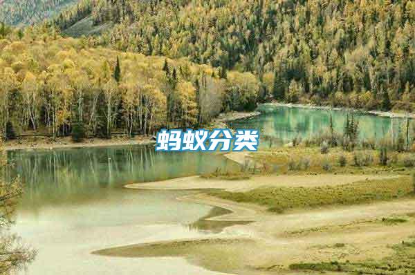 螞蟻分類