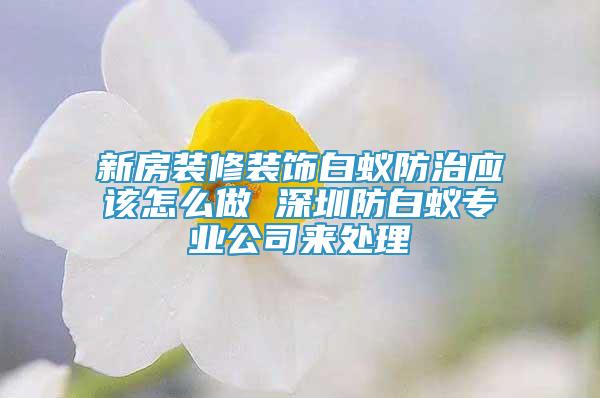 新房裝修裝飾白蟻防治應該怎么做 深圳防白蟻專業(yè)公司來處理