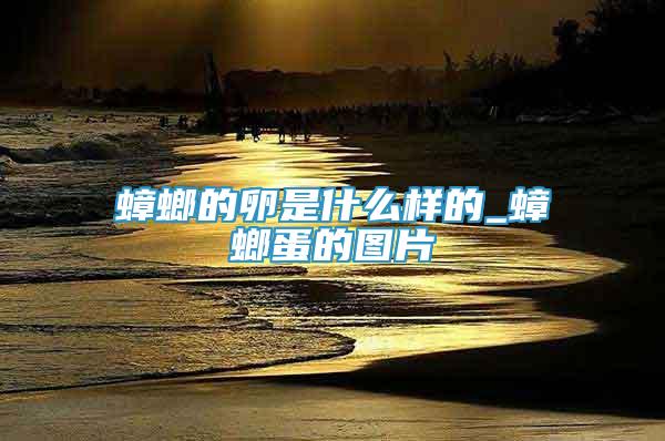 蟑螂的卵是什么樣的_蟑螂蛋的圖片
