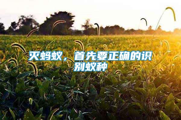滅螞蟻，首先要正確的識別蟻種