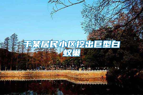 于某居民小區(qū)挖出巨型白蟻巢