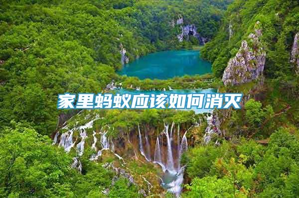 家里螞蟻應(yīng)該如何消滅