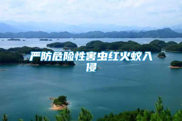 嚴(yán)防危險(xiǎn)性害蟲(chóng)紅火蟻入侵