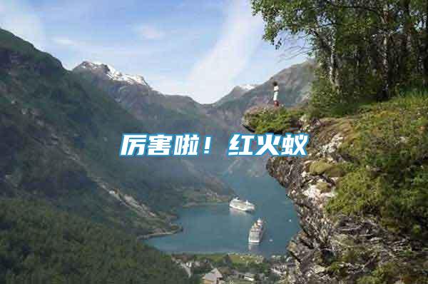 厲害啦！紅火蟻