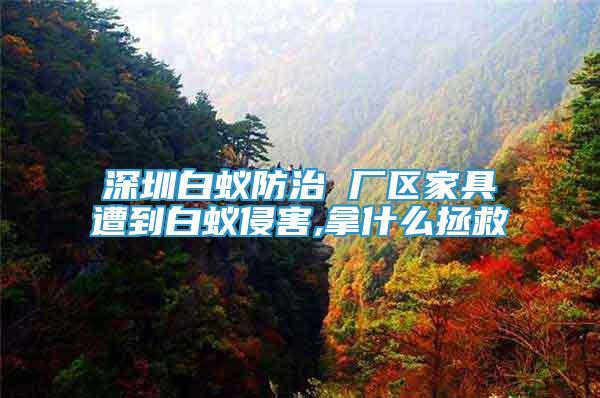 深圳白蟻防治 廠區(qū)家具遭到白蟻侵害,拿什么拯救