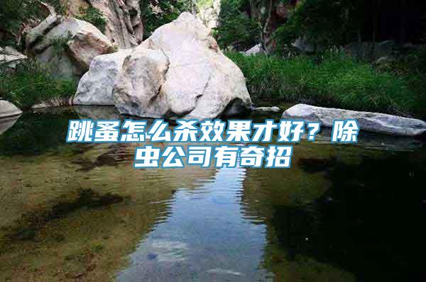 跳蚤怎么殺效果才好？除蟲公司有奇招