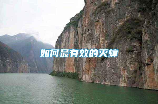 如何最有效的滅蟑