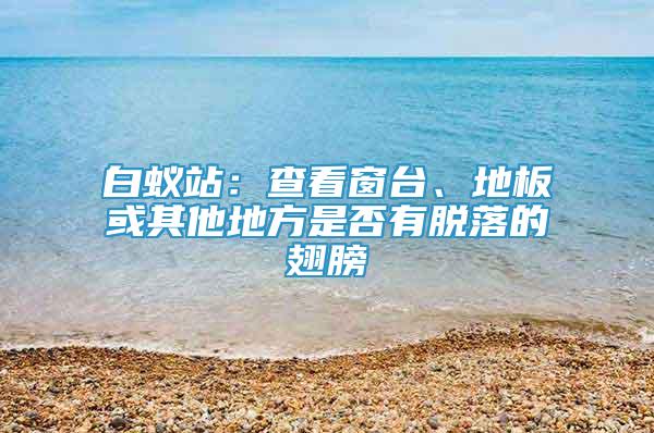 白蟻站：查看窗臺、地板或其他地方是否有脫落的翅膀